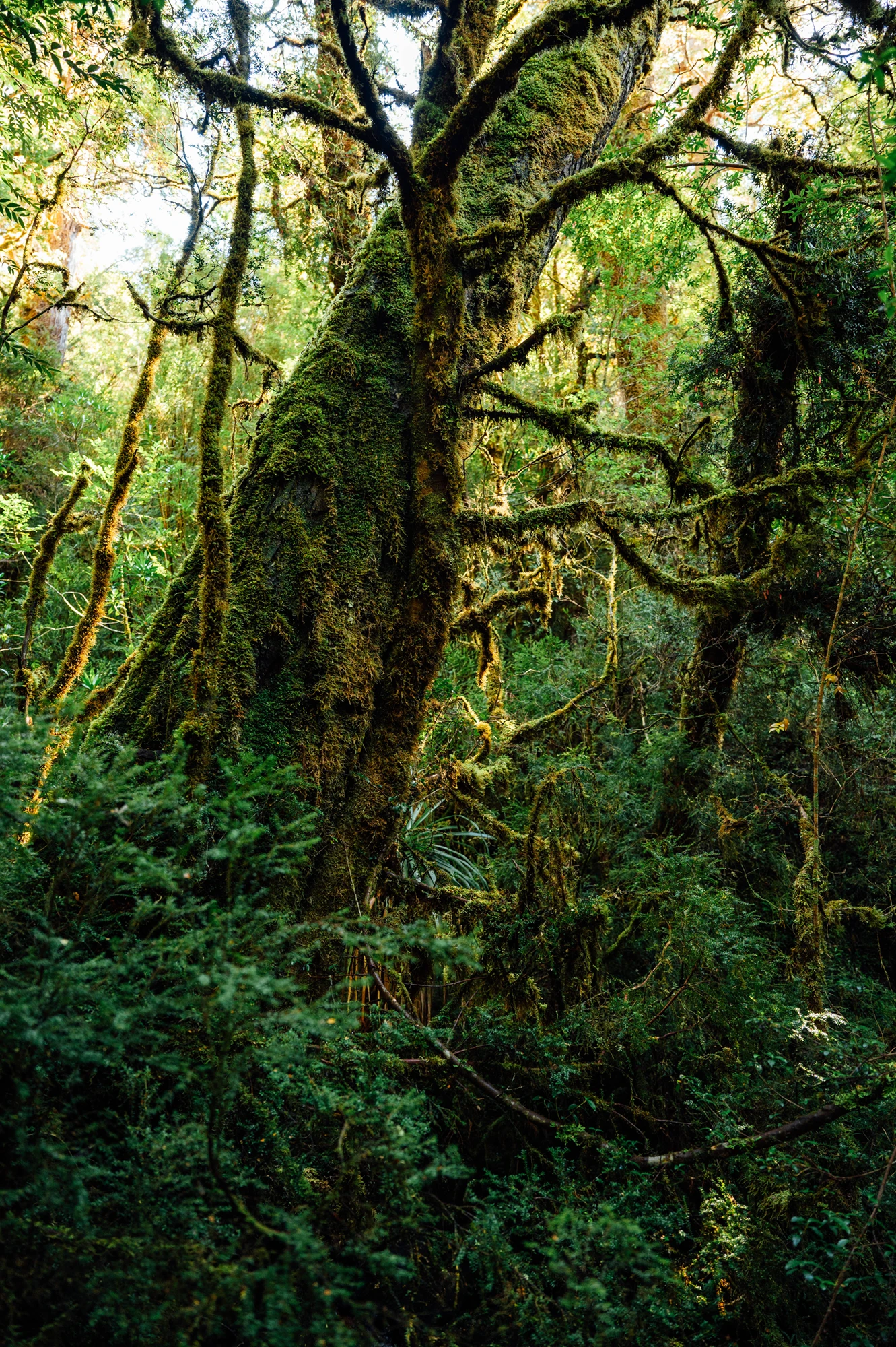SouthWest Tasmania